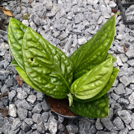 Monstera Karstenianum
