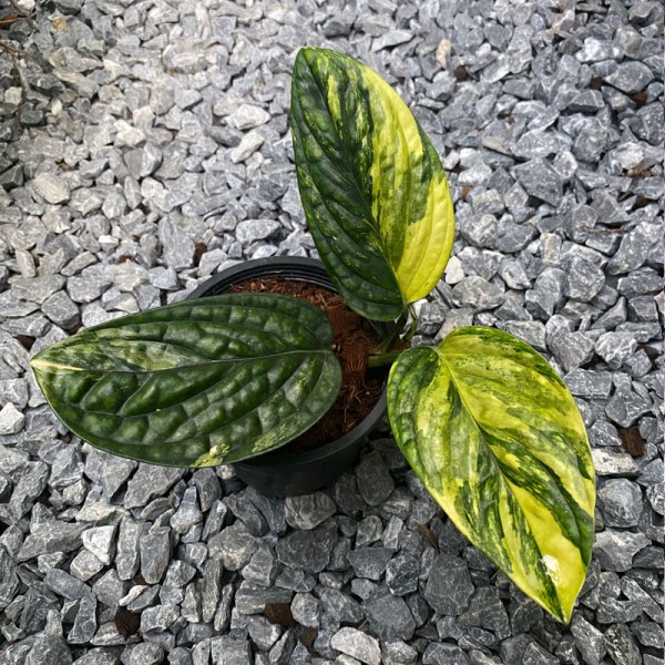 Monstera Karstenianum Variegated