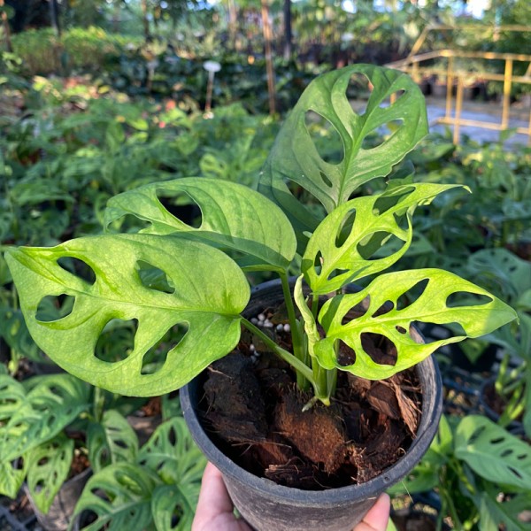Monstera Lechleriana