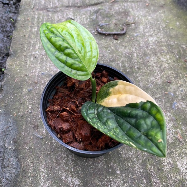Monstera Standleyana Yellow Variegated