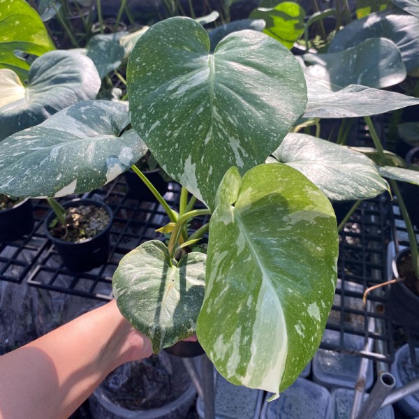Monstera Thai Constellation (Medium-Large)