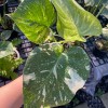 Monstera Thai Constellation (Small)