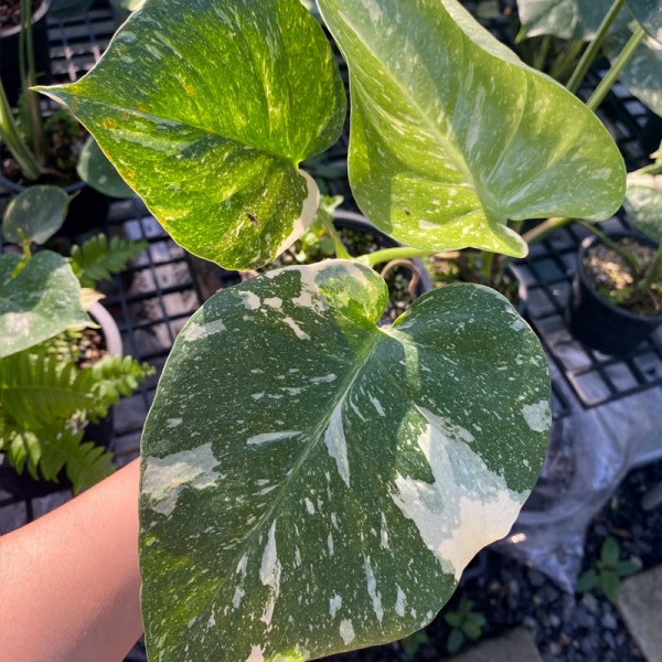 Monstera Thai Constellation (Small)