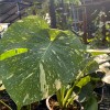 Monstera Thai Constellation (Extra Large)