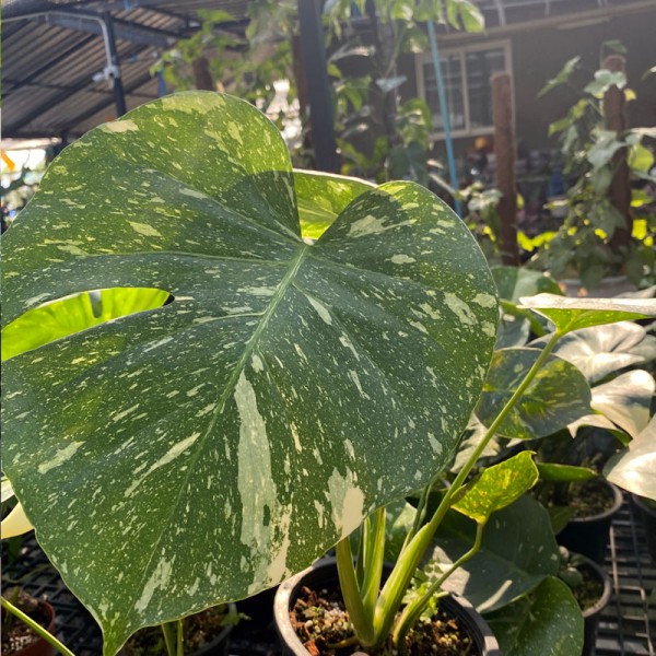 Monstera Thai Constellation (Extra Large)