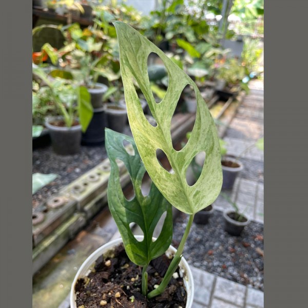 Monstera Adansonii Indo Variegated (2-3 ...