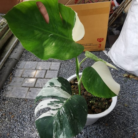 Monstera Albo (3 Leaves / Medium Size)