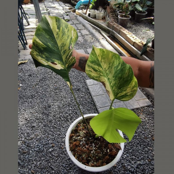Monstera Aurea (Large Size)