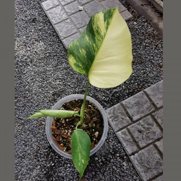 Monstera Aurea (2 Leaves / ...