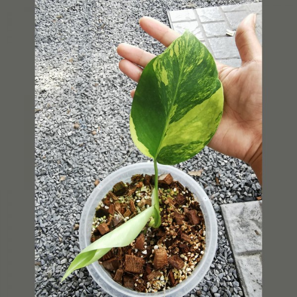 Monstera Aurea (2 Leaves / ...