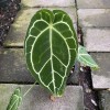 Anthurium Crystallinum