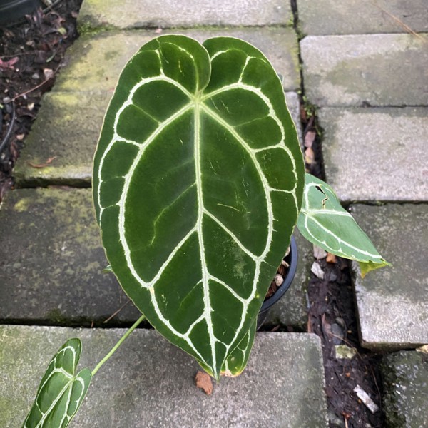 Anthurium Crystallinum