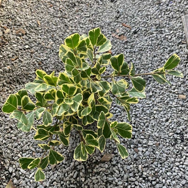 Ficus Deltoidea Jack f. Variegeta