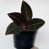 Ludisia Discolor 'Black Orchid Jewel'