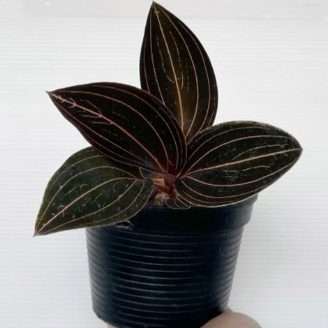 Ludisia Discolor 'Black Orchid Jewel'
