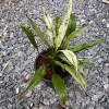 Peace Lily 