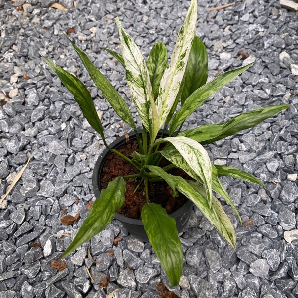 Peace Lily 