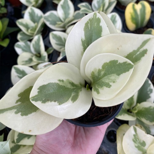 Peperomia Obtusifolia