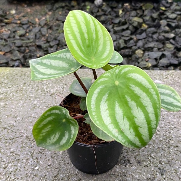 Peperomia Watermelon (Small)