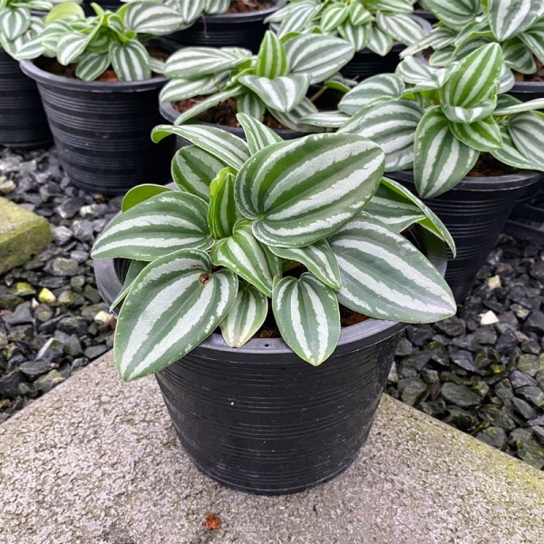 Peperomia Watermelon (Large)