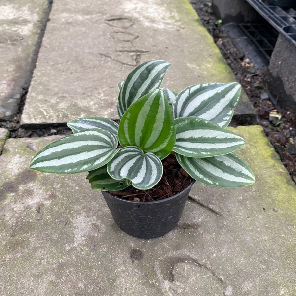 Peperomia Watermelon (Medium) 