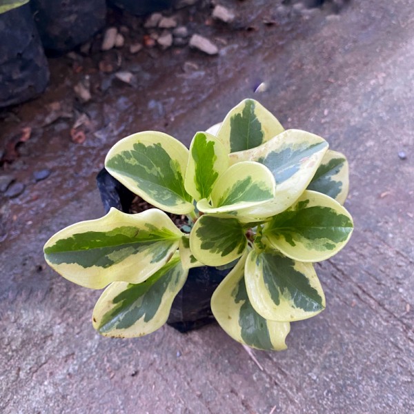 Peperomia Obtusifolia (L.) A.Dietr