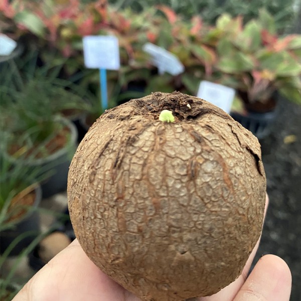 Stephania Erecta