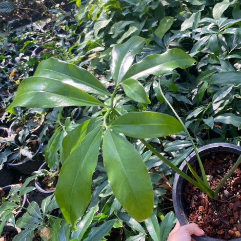 Philodendron Goeldii