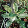 Philodendron Birkin