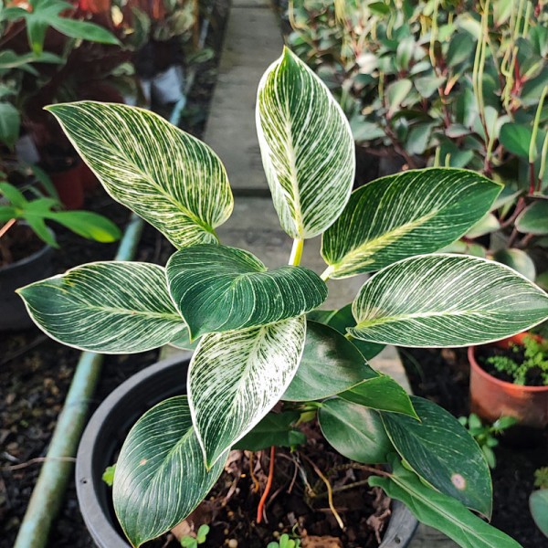 Philodendron Birkin