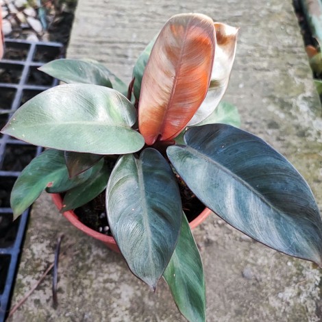 Philodendron Black Cardinal