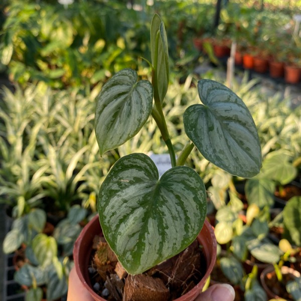 Philodendron Brandtianum