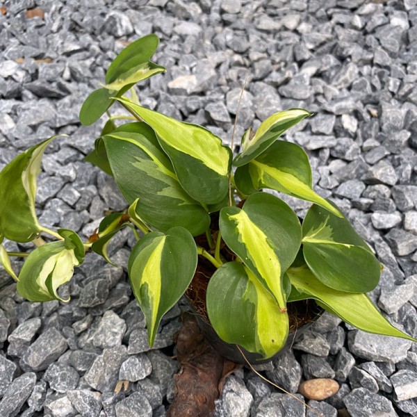 Philodendron Brasil