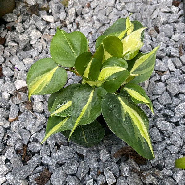 Philodendron Cream Splash