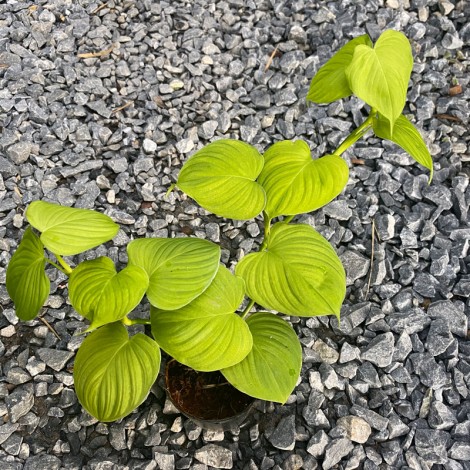 Philodendron Fibraecataphyllum (Peru) 