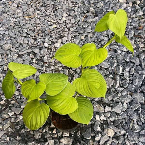 Philodendron Fibraecataphyllum (Peru) 