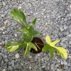 Philodendron Florida Beauty 