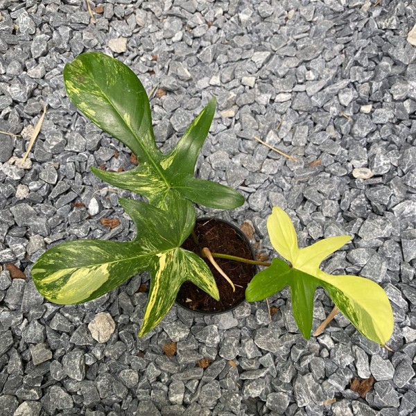 Philodendron Florida Beauty 