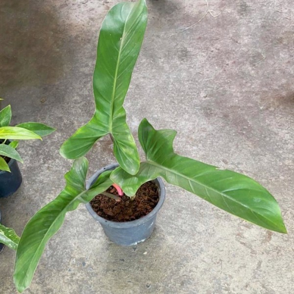 Philodendron Mexicanum