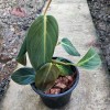 Philodendron Gigas