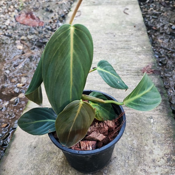 Philodendron Gigas