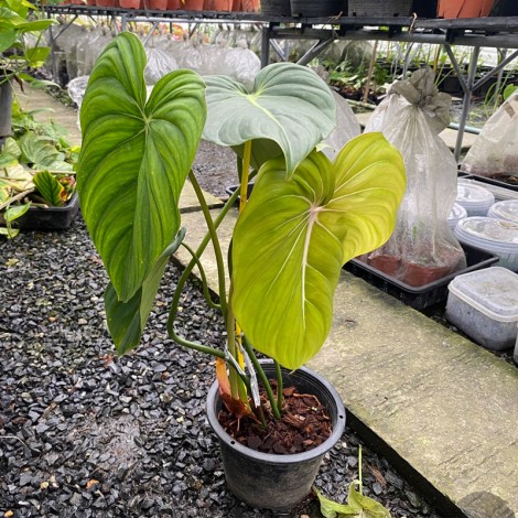 Philodendron Gloriosum