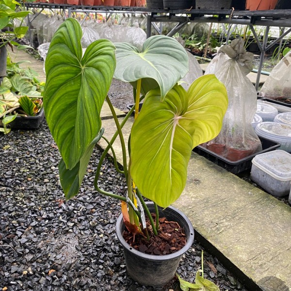 Philodendron Gloriosum