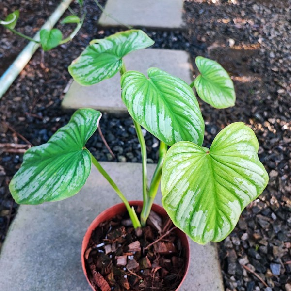 Philodendron Mamei Silver Cloud