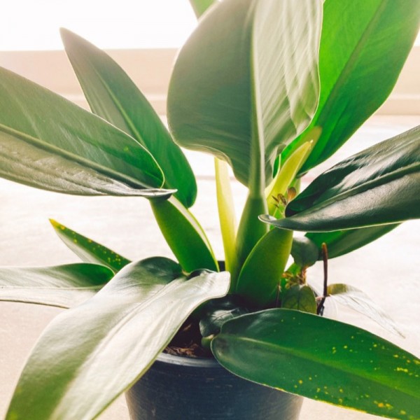 Philodendron Martianum