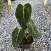 Philodendron Melanochrysum