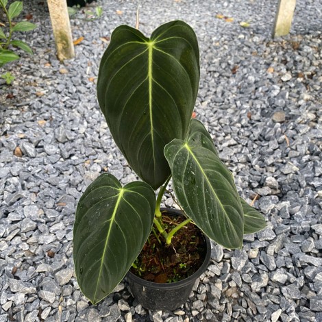 Philodendron Melanochrysum