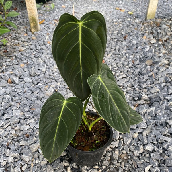 Philodendron Melanochrysum