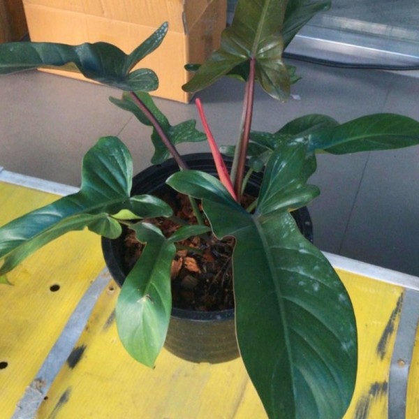 Philodendron Florida Bronze