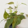 Philodendron Mican